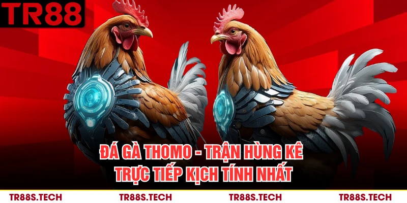 Đá Gà Thomo - Trận Hùng Kê Trực Tiếp Kịch Tính Nhất
