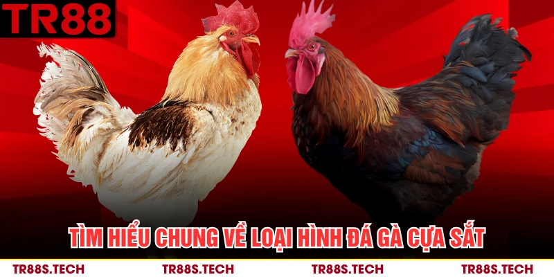 Tìm hiểu chung về loại hình đá gà cựa sắt 